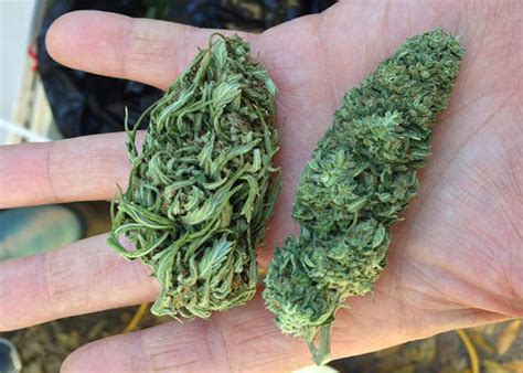 fluffy buds vs dense buds|The Difference Between Good And Bad Cannabis Buds